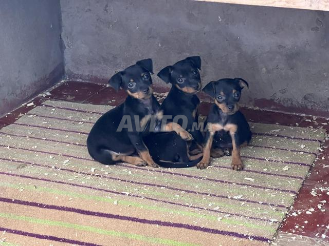 بينشر قزم - 2