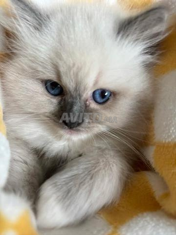 Chat Ragdoll pure race - 2