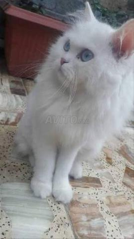 Petit chat va à la litière gratuitement - 2