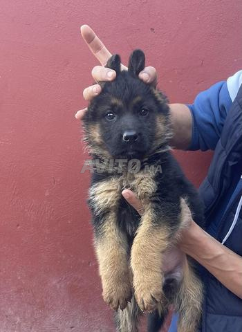 Chiot berger allemand pedigree - 2