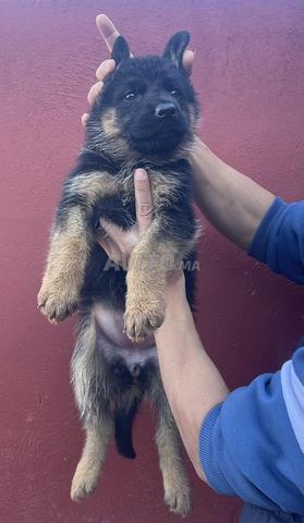 جرو الراعي الألماني أصيل