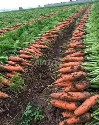 Ferme titrée 4,5hect bassin pompe puit pommier - 2