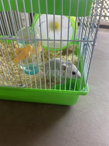 فأر مع قفصه بـ 25 درهم - 2