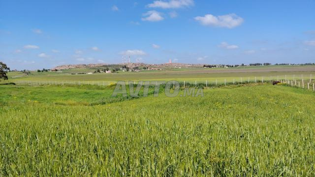 2,1 ha – 8 km de Benslimane – Calme & Sérénité - 2
