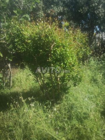 Mediouna route Marchiche - 2