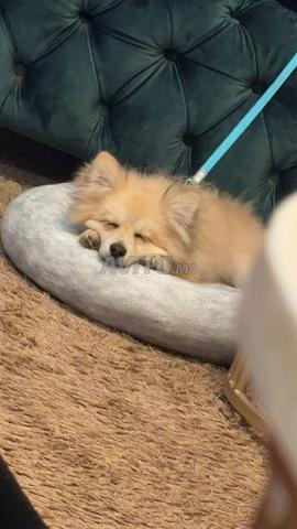 Spitz mâle 5 mois - 2