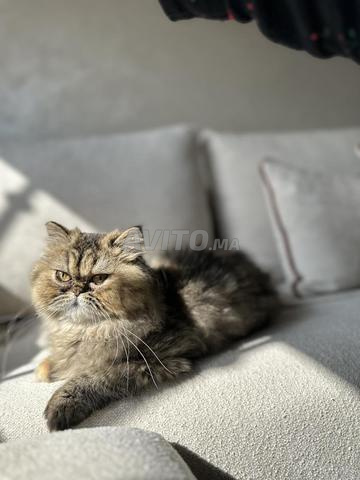 Chatte persane à vendre - 2