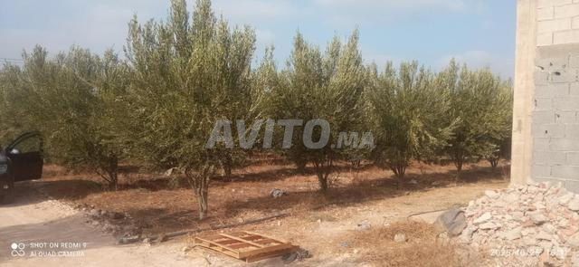 مزرعة على الطريق - 2