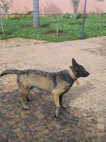 3 Chiens Malinois Mâle. - 2