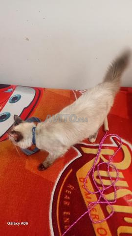 Chat Siamois à vendre - 2