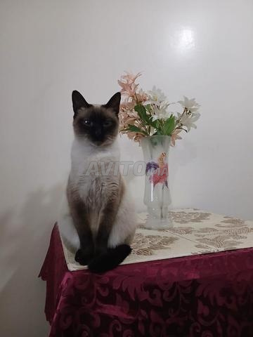 قطة أنثى سيامي (أليف) نقية السلالة للتبني - 2