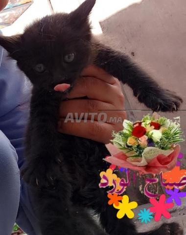 Chatons à adopter - 2