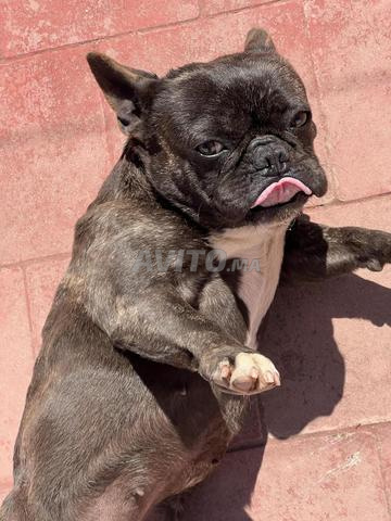 Femelle bulldog - 2