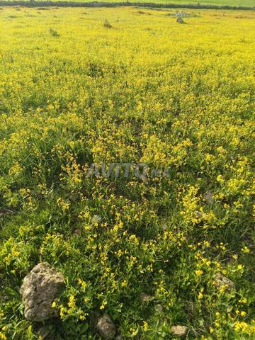 Pour acheter une voiture Congo ou un partenaire toujours en bon état