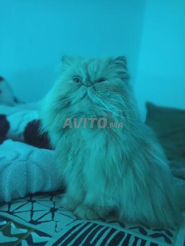 Persan femelle avec accessoires - 2