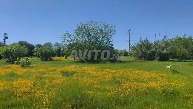 Terrain titre 1ha Kamouni - 2