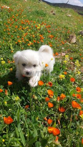 Bichon maltais mâle race