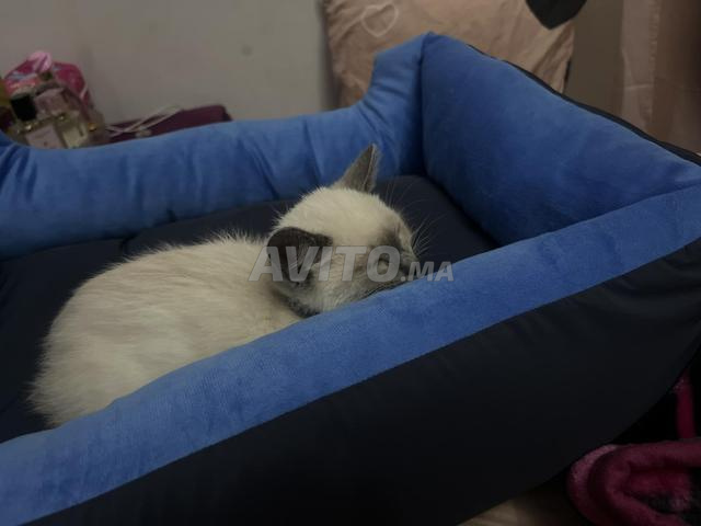 قط سيام للتبني - 2