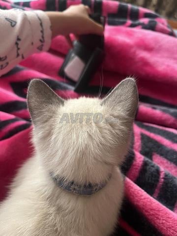 قط سيام للتبني