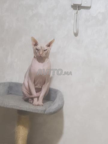 Chat sphynx mâle - 2