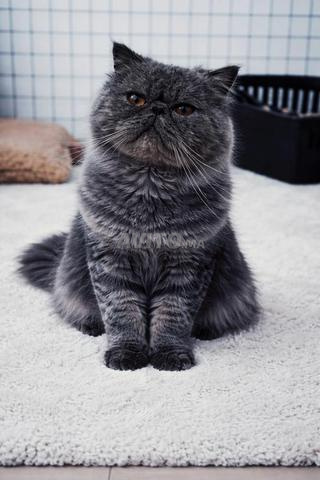 Persan peke face extrêmement plat - 2