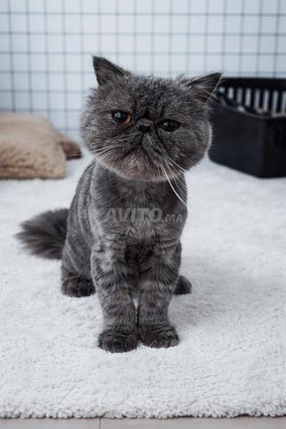 Persan peke face extrêmement plat