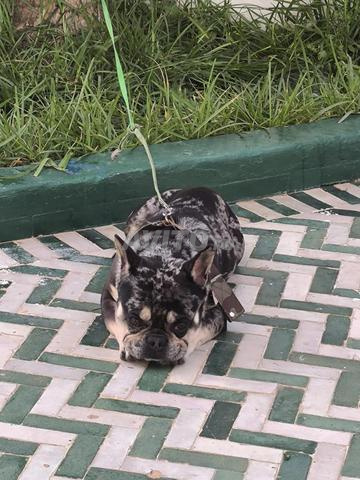 Bulldog français - 2