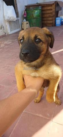 Malinois charbonné - 2