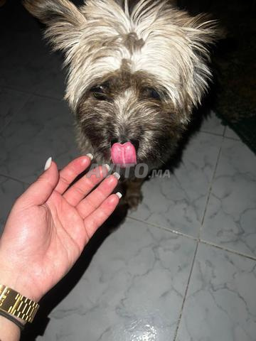 كلب بصحة جيدة للبيع مع جميع مستلزماته