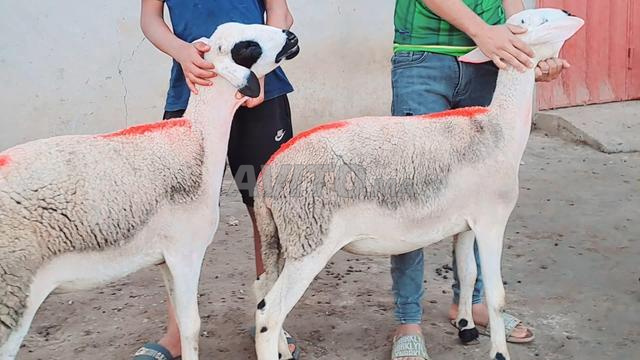 Bon mouton à vendre