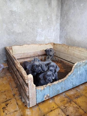 CANE CORSO PURE RACE - 2