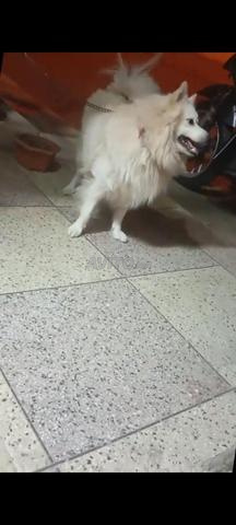 Couple de chiens - 2