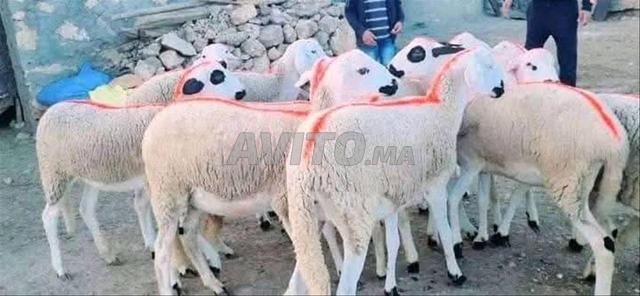 Année Sarda Darna Mliha