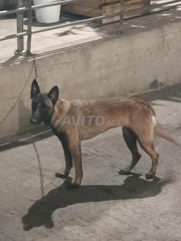 Femelle chiot à vendre - 2