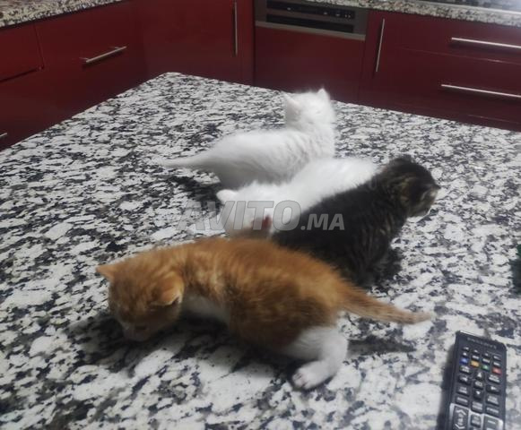 Chiot de mère Angora - 2