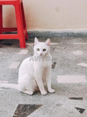 جرو من سلالة الأم الأنجورا