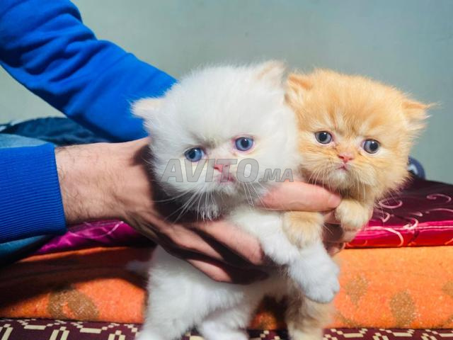 سيدي عتمان - 2