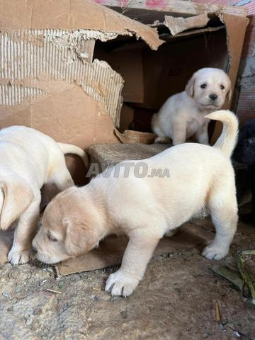 أنثيان ذهبيتان وسوداوان، ذكر واحد، أنثى واحدة - 2