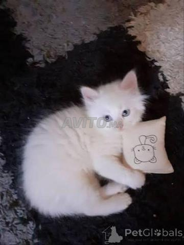 Bébé chat Ras Ongora blanc