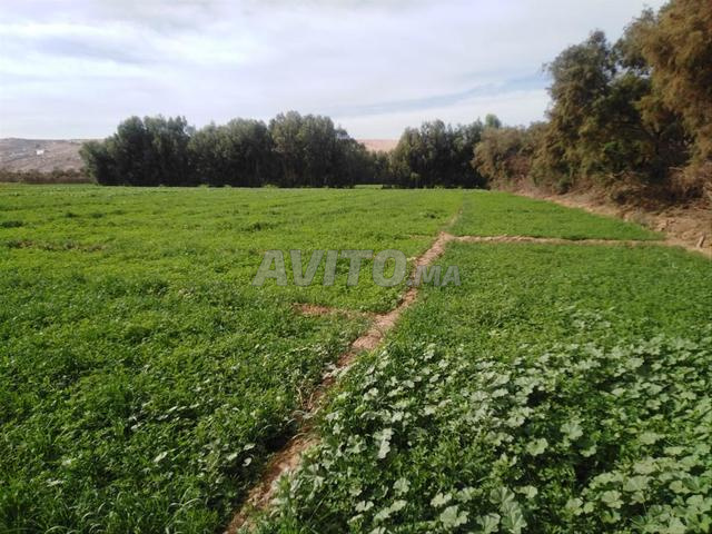 أرض فلاحية للبيع بماسة نواحي أكادير - 2