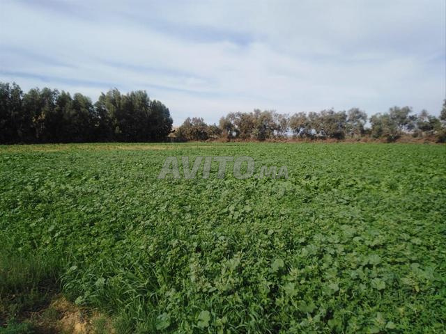 أرض فلاحية للبيع بماسة نواحي أكادير - 2