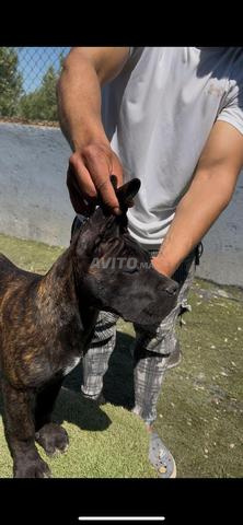 Femelle Cane Corso - 2
