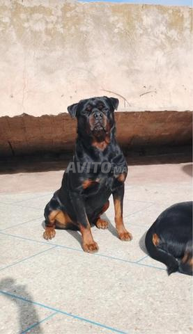 Mâle et femelle Rottweiler - 2