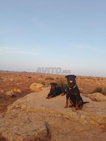 Mâle et femelle Rottweiler