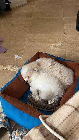 Chiot Spitz Pomeranian - 2