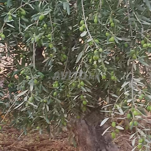 6 هكتارات موثقة - 2