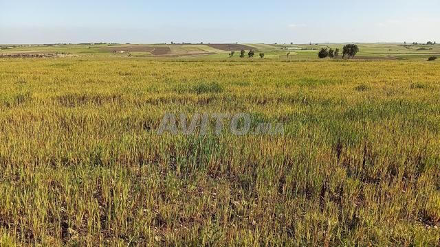 Terrain agricole à vendre titré - 2