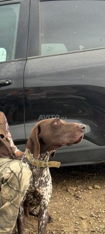 Braque allemand chasse - 2