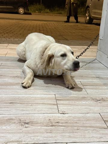 Labrador femelle de 6 mois - 2