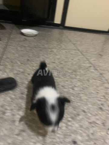 جاك راسل صغير تشيهواهوا - 2